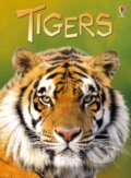 Kniha: Tigers (James Maclaine). Usborne, 2012 Kniha: Tigers (James Maclaine). Usborne, 2012