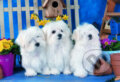 Audiokniha: Three Amigos (Crown & Andrews). Crown & Andrews Audiokniha: Three Amigos (Crown & Andrews). Crown & Andrews