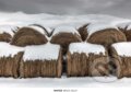 Kniha: Winter (). , 2024 Kniha: Winter (). , 2024