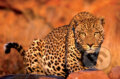 Puzzle: Leopard (Trefl). Trefl Puzzle: Leopard (Trefl). Trefl