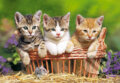 Tri roztomilé mačiatka, Castorland