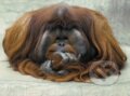 Puzzle: Geo: Orangután (Ravensburger). Ravensburger Puzzle: Geo: Orangután (Ravensburger). Ravensburger
