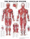 Kniha: The Muscular System (Anatomical Chart). Anatomical Chart, 2006 Kniha: The Muscular System (Anatomical Chart). Anatomical Chart, 2006