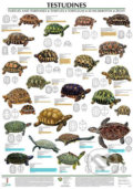 Plakát - Testudines - želvy (Scientia). Scientia, 2019 Plakát - Testudines - želvy (Scientia). Scientia, 2019
