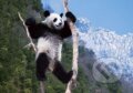 Puzzle: Panda (Clementoni). Clementoni Puzzle: Panda (Clementoni). Clementoni
