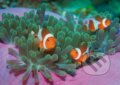 Puzzle: Clown Fishes (Clementoni). Clementoni Puzzle: Clown Fishes (Clementoni). Clementoni