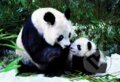 Puzzle: Pandy (Educa). Educa Puzzle: Pandy (Educa). Educa