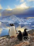 Puzzle: Penguins (Clementoni). Clementoni Puzzle: Penguins (Clementoni). Clementoni