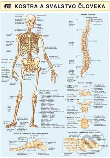 Kniha: Kostra a svalstvo človeka (Holman). Holman, 2011 Kniha: Kostra a svalstvo človeka (Holman). Holman, 2011