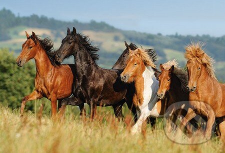 Puzzle: Mangalarga Marchadors (Castorland). Castorland Puzzle: Mangalarga Marchadors (Castorland). Castorland