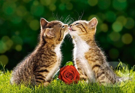 Puzzle: Two tabby kittens (Castorland). Castorland Puzzle: Two tabby kittens (Castorland). Castorland
