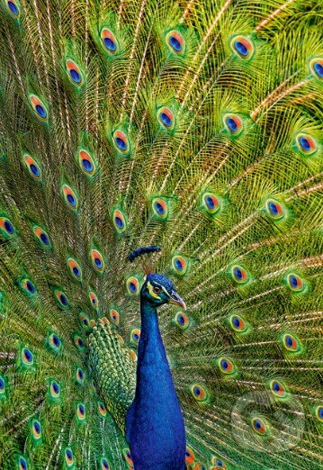 Peacock, Castorland
