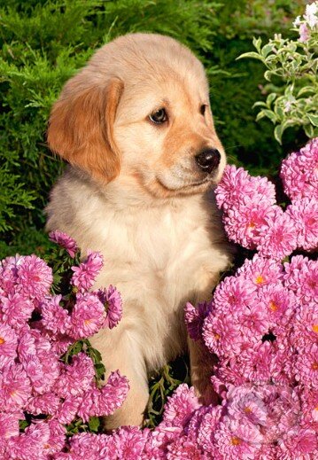 Puzzle: Little Retriever (Castorland). Castorland Puzzle: Little Retriever (Castorland). Castorland