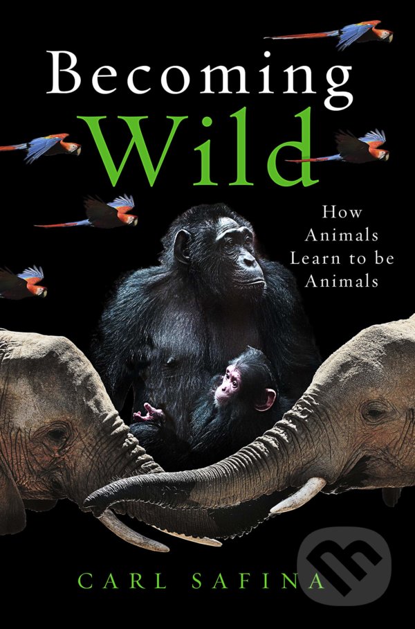 Kniha: Becoming Wild (Carl Safina). Oneworld, 2022 Kniha: Becoming Wild (Carl Safina). Oneworld, 2022