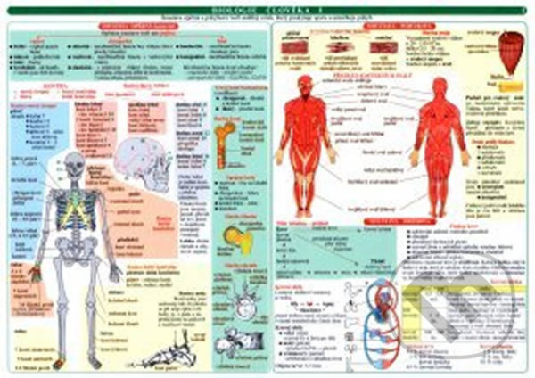 Kniha: Tabulka - biologie člověka (Antonín Konětopský). MC Brno Kniha: Tabulka - biologie člověka (Antonín Konětopský). MC Brno