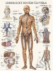 Lymfatický systém člověka (mapa) - Eva Hrubá, Poznání