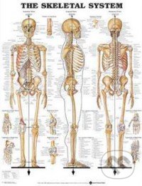 The Skeletal System, Anatomical Chart, 2002