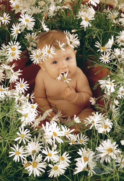 Puzzle: Margaréta (Anne Geddes). Schmidt Puzzle: Margaréta (Anne Geddes). Schmidt