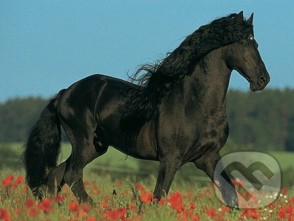 Čierny žrebec, Ravensburger