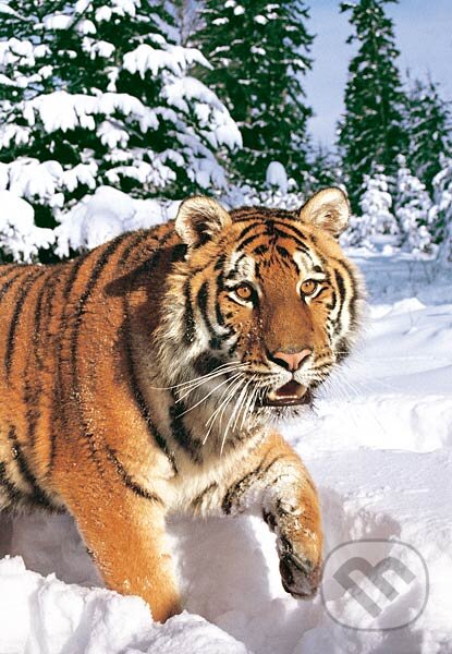 Puzzle: Sibírsky tiger (Castorland). Castorland Puzzle: Sibírsky tiger (Castorland). Castorland
