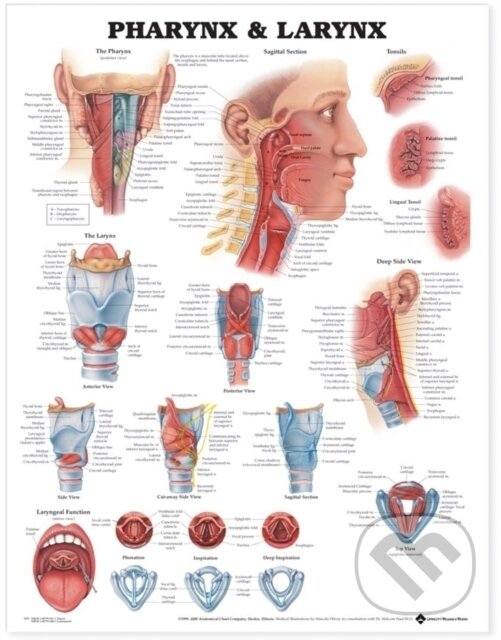 Kniha: Pharynx & Larynx Anatomical Chart (Anatomical Chart Com). Anatomical Chart, 2000 Kniha: Pharynx & Larynx Anatomical Chart (Anatomical Chart Com). Anatomical Chart, 2000