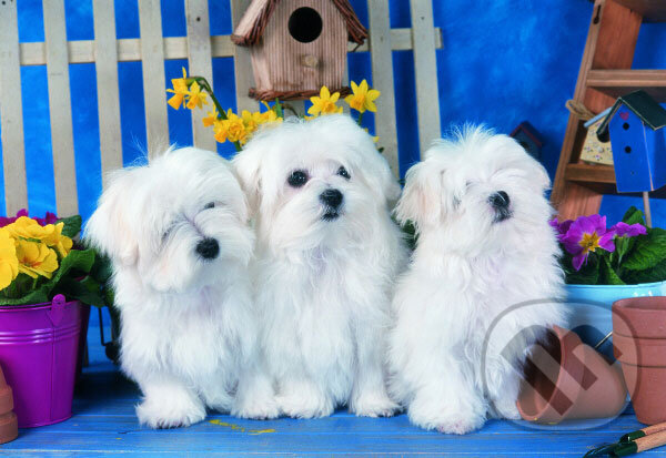 Audiokniha: Three Amigos (Crown & Andrews). Crown & Andrews Audiokniha: Three Amigos (Crown & Andrews). Crown & Andrews