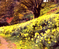 Puzzle: Daffodils beside the River Wye (Clive Nichols). Crown & Andrews Puzzle: Daffodils beside the River Wye (Clive Nichols). Crown & Andrews