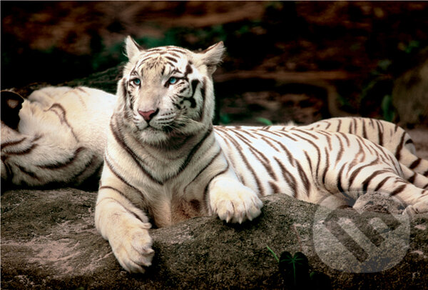 Puzzle: Bengálsky tiger (Trefl). Trefl Puzzle: Bengálsky tiger (Trefl). Trefl