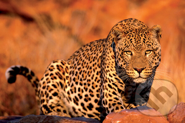 Puzzle: Leopard (Trefl). Trefl Puzzle: Leopard (Trefl). Trefl
