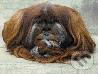 Puzzle: Geo: Orangután (Ravensburger). Ravensburger Puzzle: Geo: Orangután (Ravensburger). Ravensburger