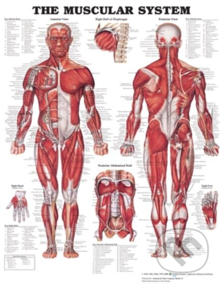 Kniha: The Muscular System (Anatomical Chart). Anatomical Chart, 2006 Kniha: The Muscular System (Anatomical Chart). Anatomical Chart, 2006