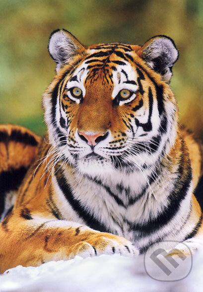 Puzzle: Sibírsky tiger (Castorland). Castorland Puzzle: Sibírsky tiger (Castorland). Castorland