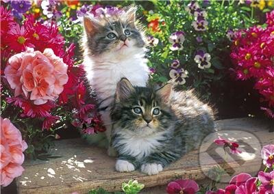 Kittens in the Garden, Jumbo