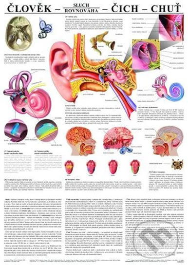 Plakát - Člověk - sluch - čich - chuť (Scientia). Scientia, 2019 Plakát - Člověk - sluch - čich - chuť (Scientia). Scientia, 2019