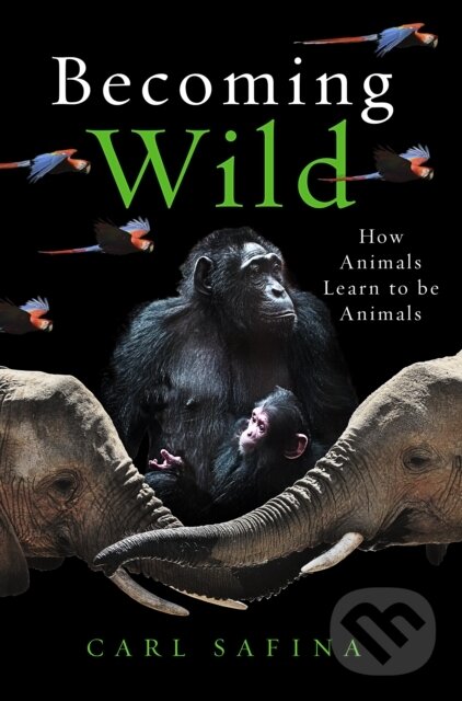 Kniha: Becoming Wild (Carl Safina). Oneworld, 2020 Kniha: Becoming Wild (Carl Safina). Oneworld, 2020