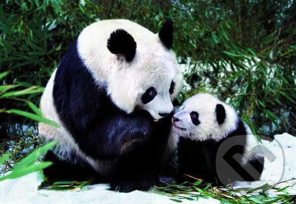 Puzzle: Pandy (Educa). Educa Puzzle: Pandy (Educa). Educa