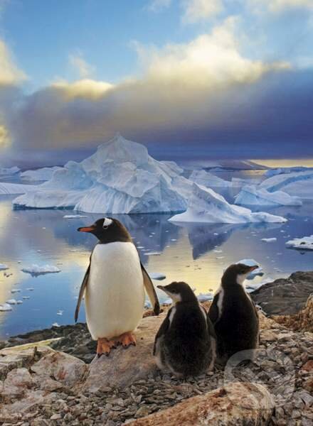 Puzzle: Penguins (Clementoni). Clementoni Puzzle: Penguins (Clementoni). Clementoni