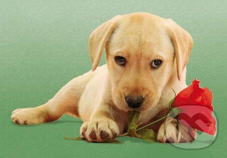 Puzzle: Dog with Rose (Clementoni). Clementoni Puzzle: Dog with Rose (Clementoni). Clementoni