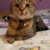 Annie
