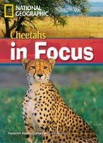 Cheetahs in Focus