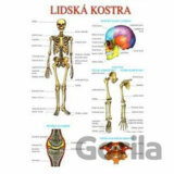 Lidská kostra a svalstvo