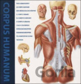 The Human Body