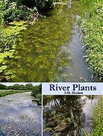 River Plants