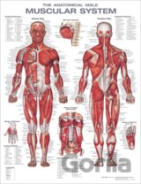 The Anatomical Male Muscular System Anatomical Chart