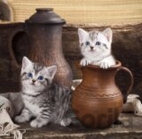 Kitten in Pot