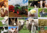 Collage - Farmyard Animals
