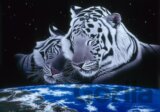 Schim Schimmel - Sleep Tight