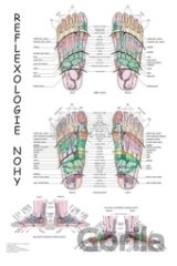 Reflexologie nohy (mapa)
