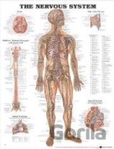The Nervous System