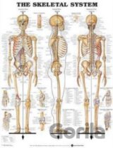 The Skeletal System